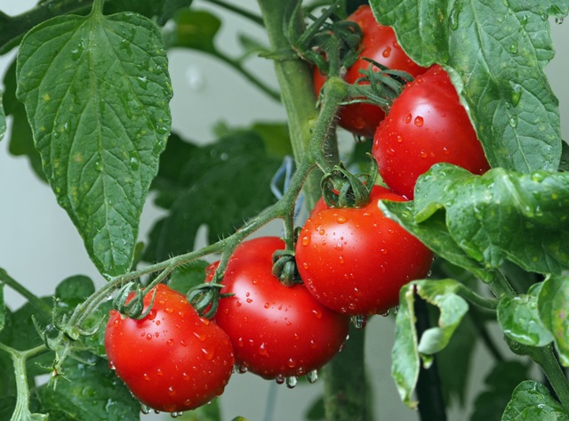 Enxertia em tomate previne fusário e murchadeira Revista Campo Negócios