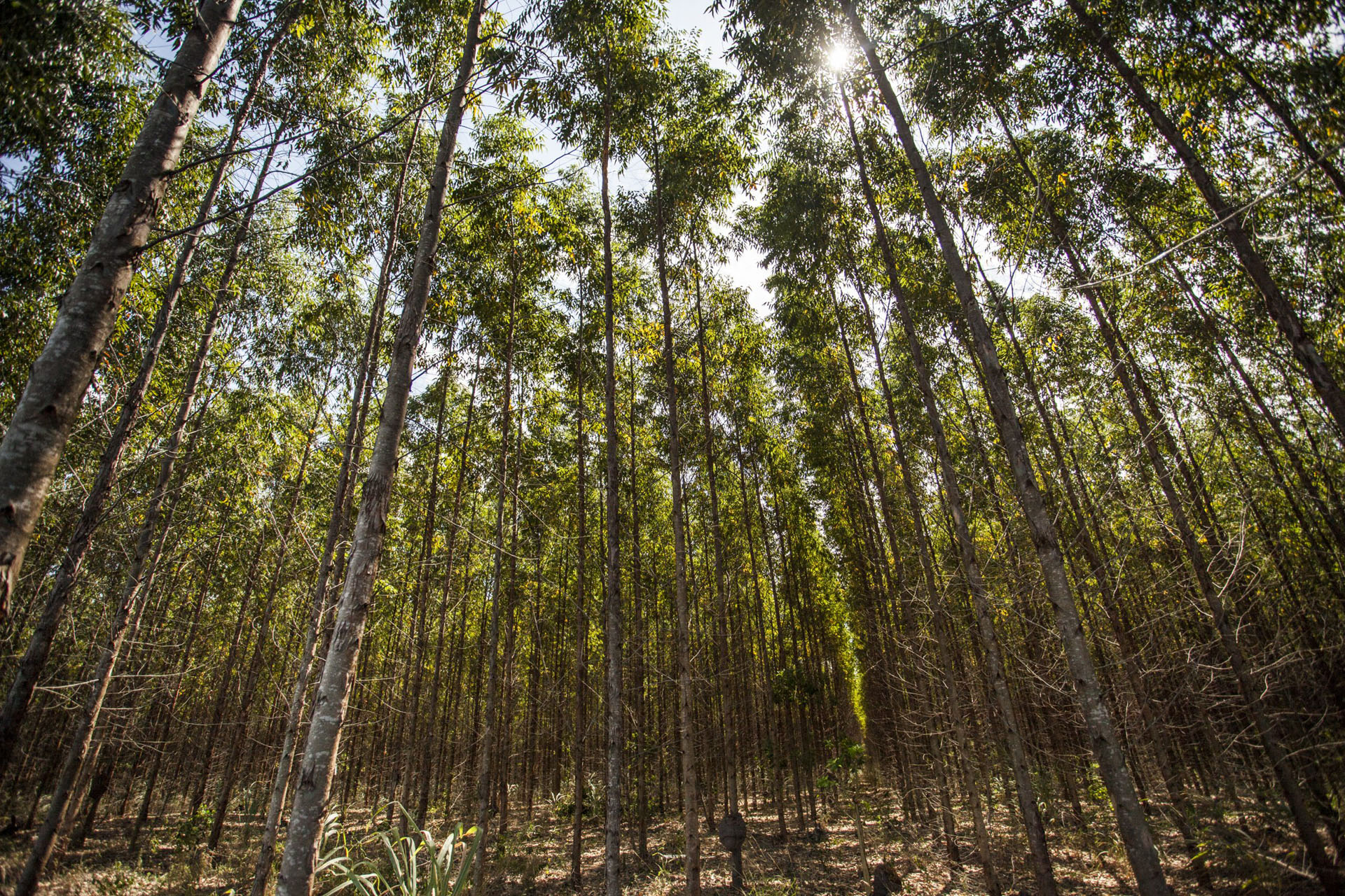 Tudo que a floresta produz Revista Campo Negócios