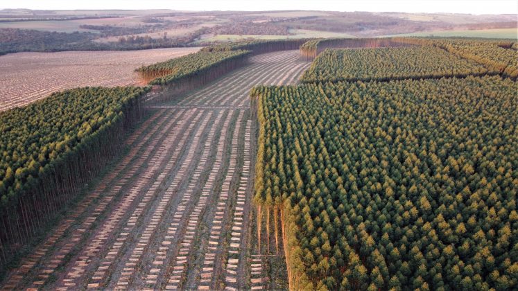 Produtividade Do Eucalipto No Brasil Revista Campo Neg Cios