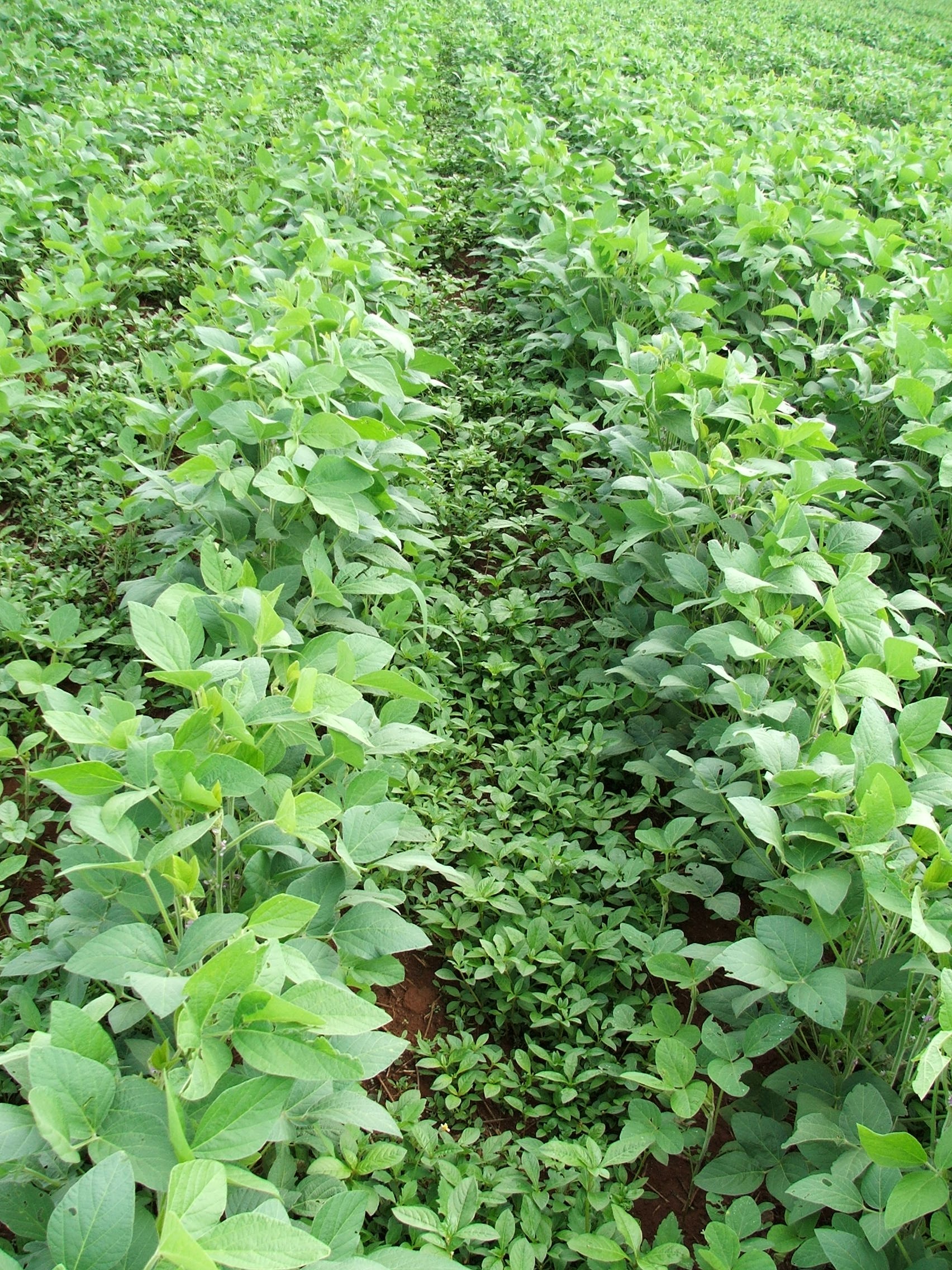 Plantas Daninhas Problema Nos Campos Que Derruba Produtividade