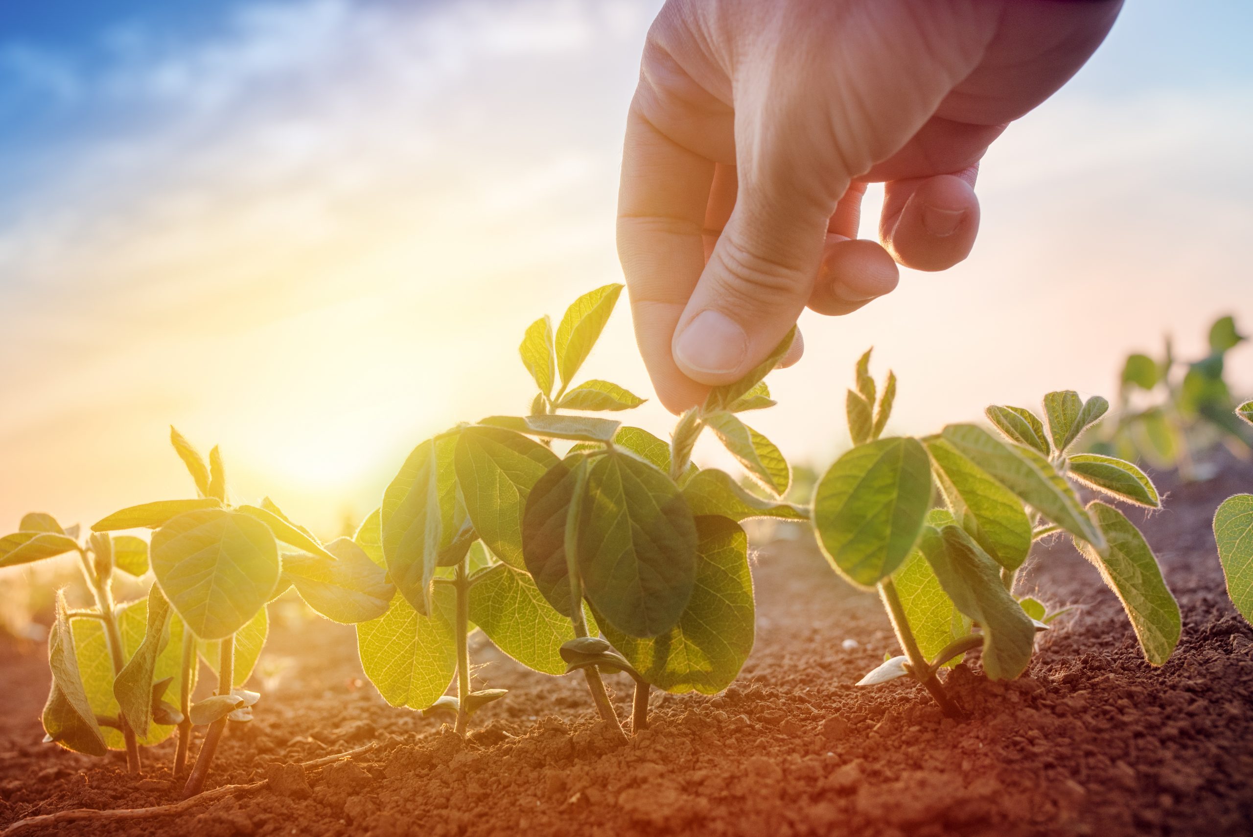 Planejamento da safra para um cultivo de sucesso Revista Campo Negócios