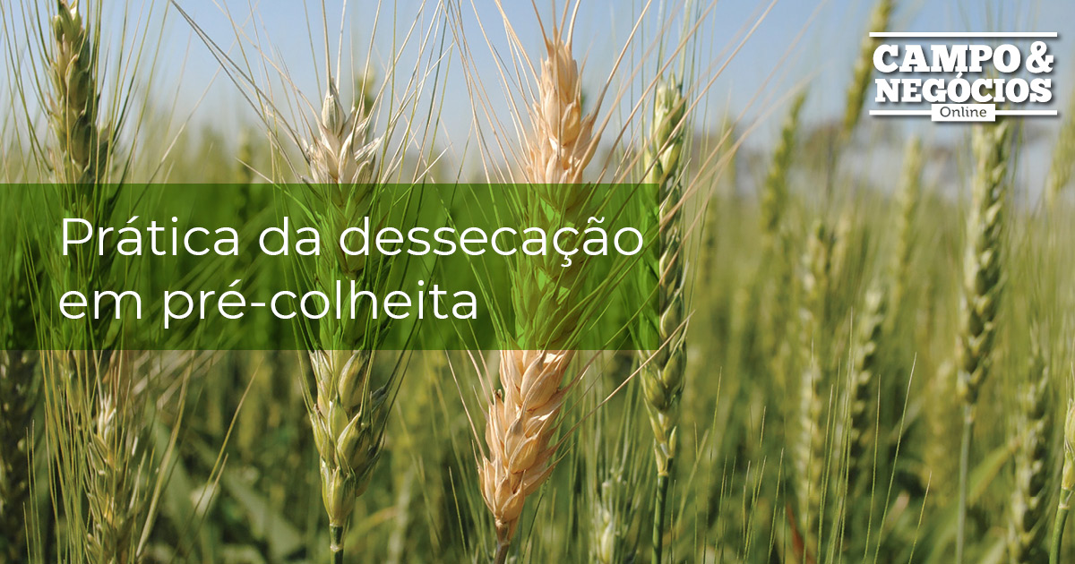 Pr Tica Da Desseca O Em Pr Colheita Revista Campo Neg Cios