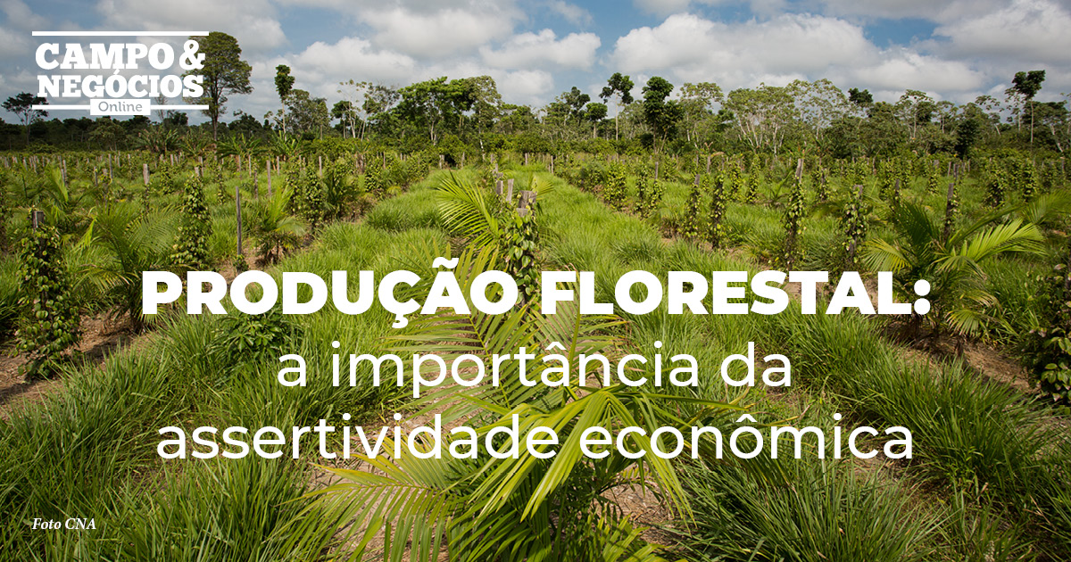 Produção florestal a importância da assertividade econômica Revista