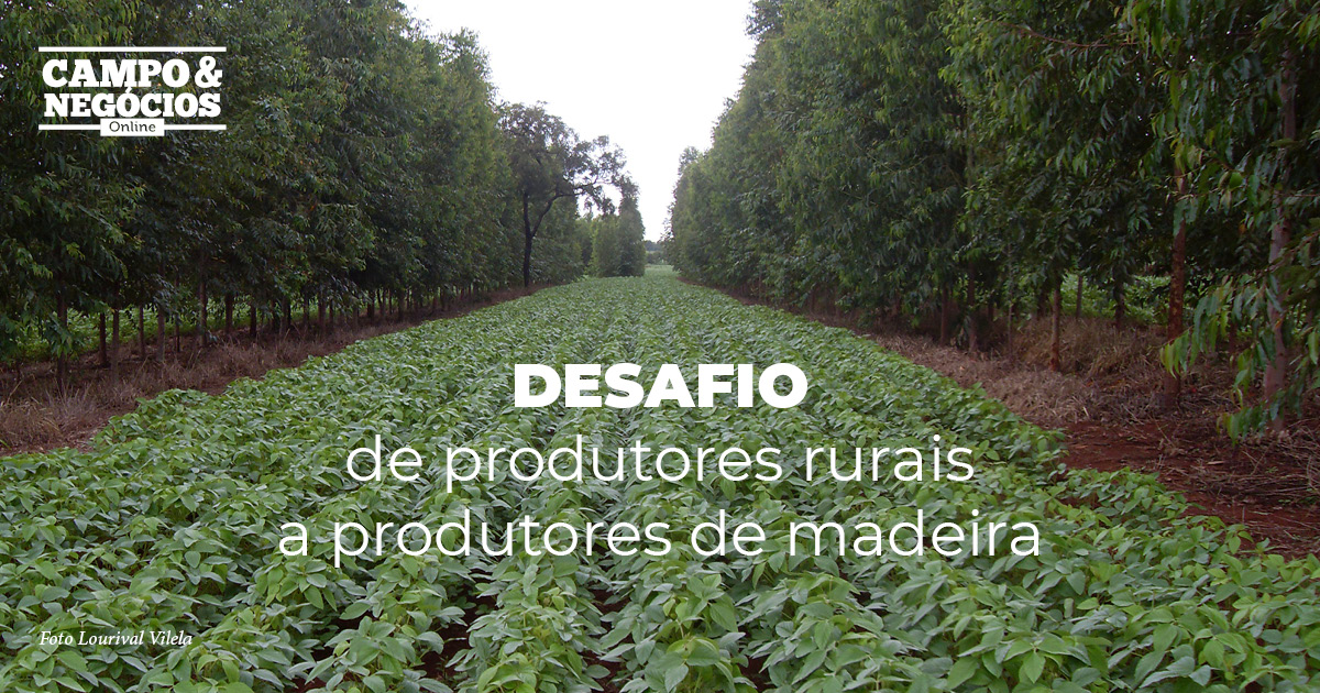 Desafio De Produtores Rurais A Produtores De Madeira Revista Campo