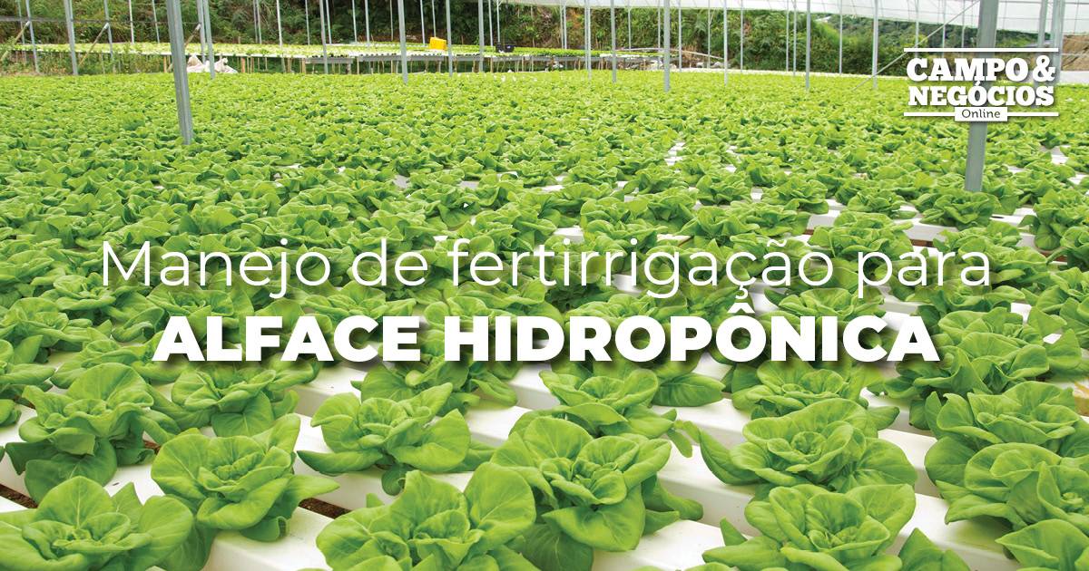 Manejo De Fertirriga O Para Alface Hidrop Nica Revista Campo Neg Cios