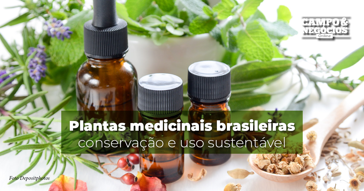 Plantas medicinais brasileiras conservação e uso sustentável Revista