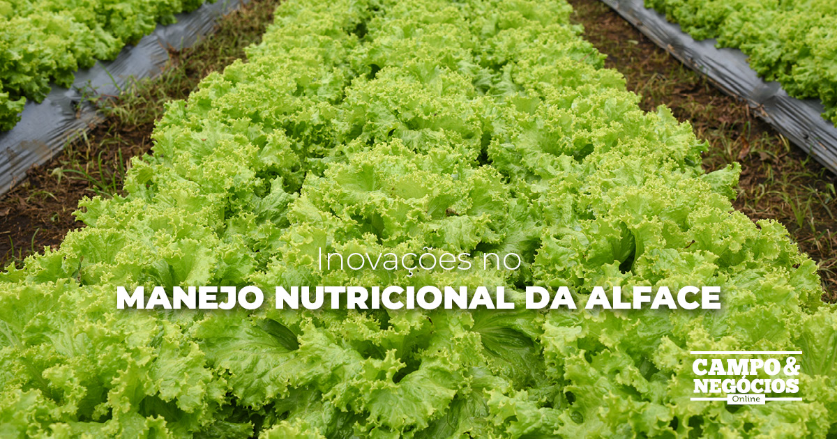 Inovações no manejo nutricional da alface Revista Campo Negócios