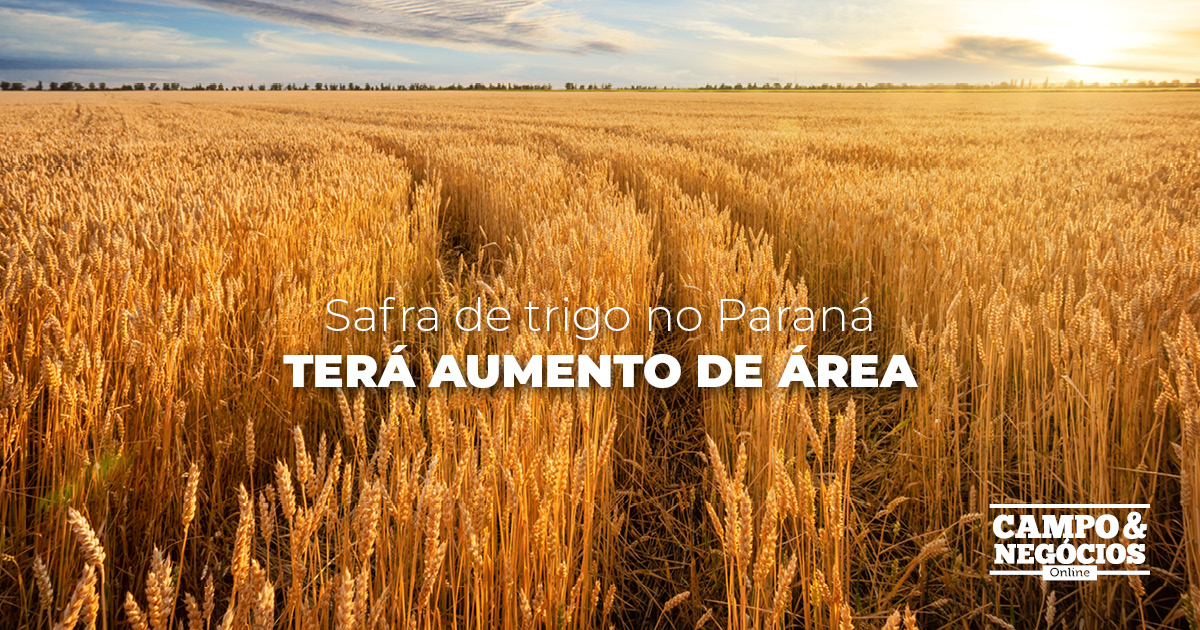 Safra de trigo no Paraná terá aumento de área Revista Campo Negócios