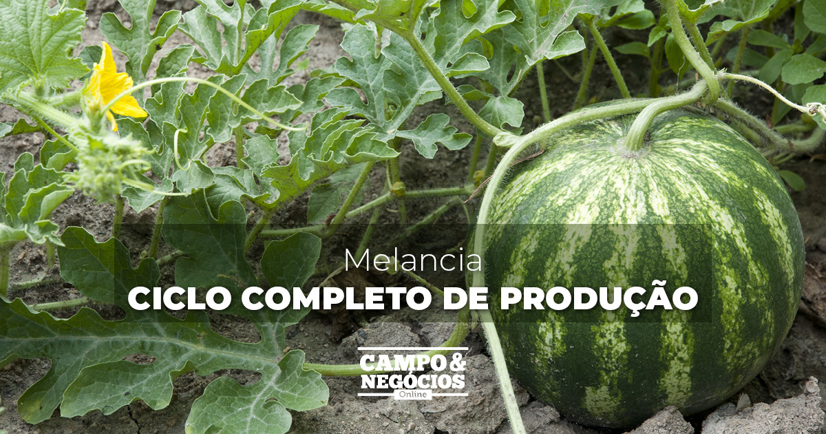 Melancia ciclo completo de produção Revista Campo Negócios