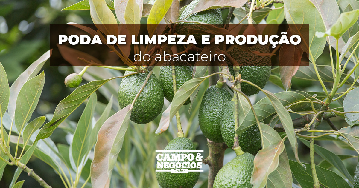 Poda de limpeza e produção do abacateiro Revista Campo Negócios