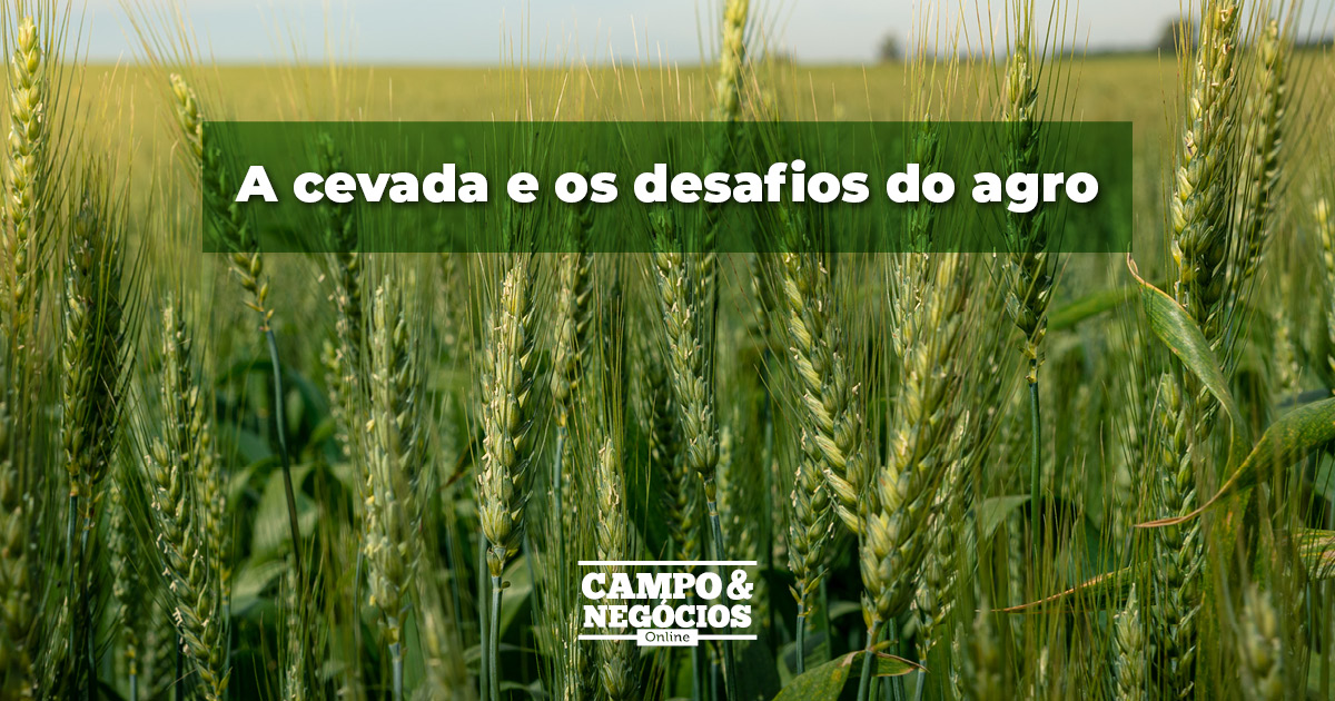 A cevada e os desafios do agro Revista Campo Negócios