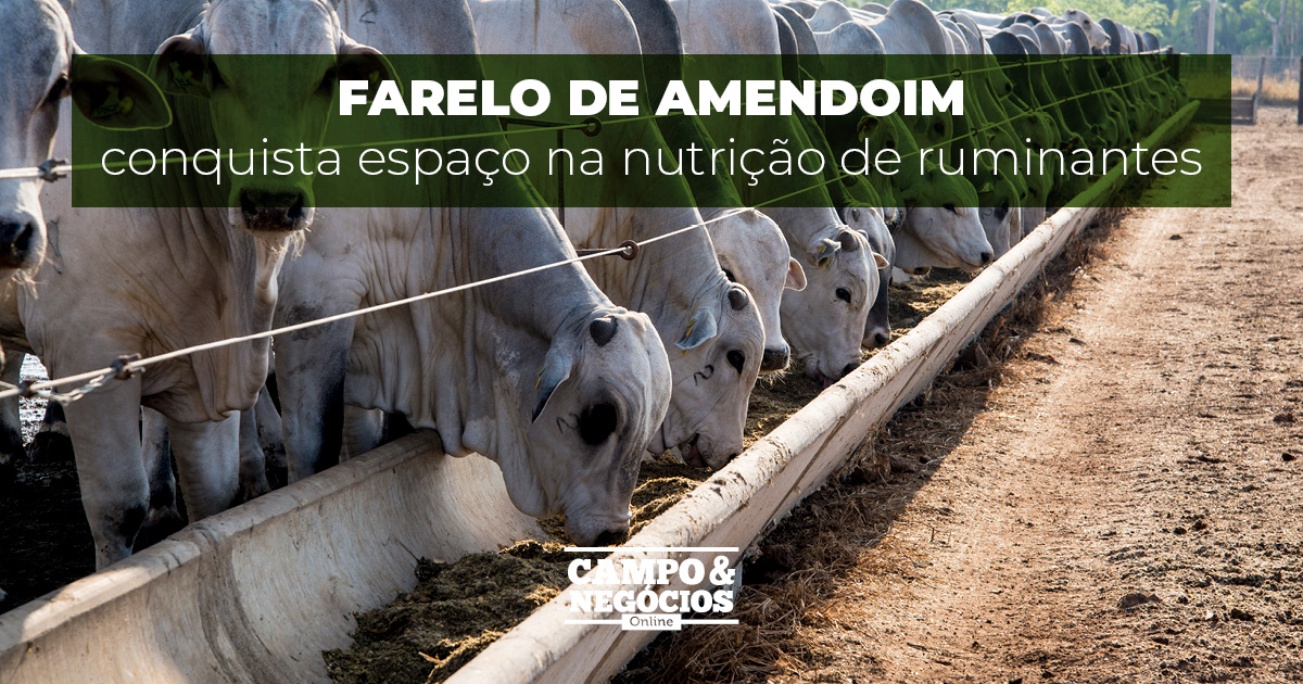 Farelo de amendoim conquista espaço na nutrição de ruminantes Revista