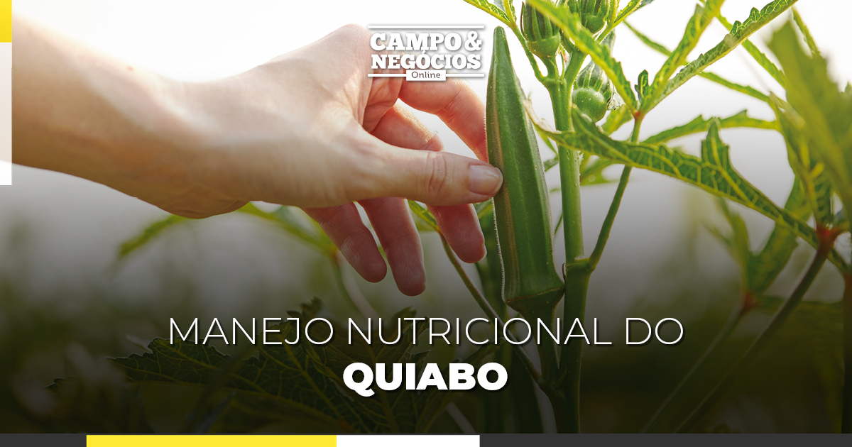 Manejo Nutricional Do Quiabo Revista Campo Neg Cios