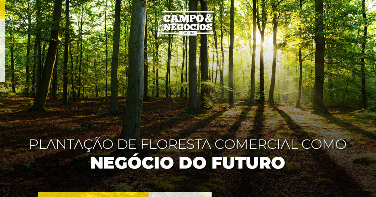 Planta O De Floresta Comercial Como Neg Cio Do Futuro Revista Campo