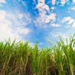 A cultura que mais tem consumido substâncias húmicas para sua produção é a cana-de-açúcar – Créditos Shutterstock