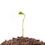 Ácidos húmicos ativam desenvolvimento das plantas – Créditos Shutterstock