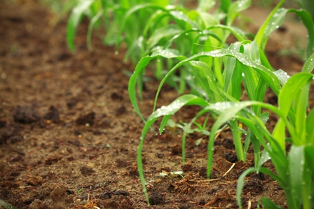 Sistema que avisa com precisão qual semente plantar em cada parte do terreno pode ser a maior mudança na agricultura desde as plantas geneticamente modificadas - Créditos Shutterstock