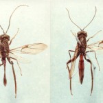 Fêmea (direita) e macho (esquerda) do parasitoide I. leucospoides – Crédito Susete do Rocio Chiarello Penteado
