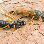Fêmea (esquerda) e macho (direita) da vespa-da-madeira – Crédito Susete do Rocio Chiarello Penteado