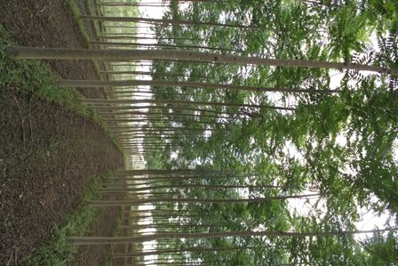 Floresta plantada - Crédito Bela Vista Florestal