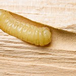 Larva da vespa-da-madeira – Crédito Susete do Rocio Chiarello Penteado