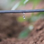 Netafim_Irrigação por gotejamento
