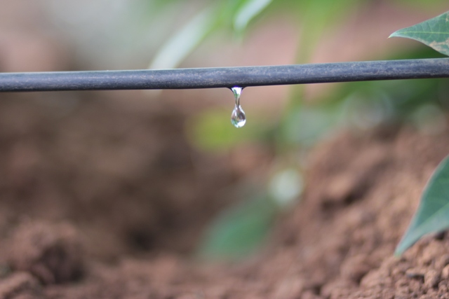 Irrigação por gotejamento - Crédito Netafim