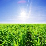 O milho tratado com substâncias húmicas apresentou aumento na absorção de nitrogênio – Crédito Shutterstock