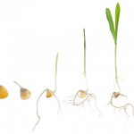 O tratamento de sementes favorece o desenvolvimento do sistema radicular das plantas – Créditos Shutterstock (2)