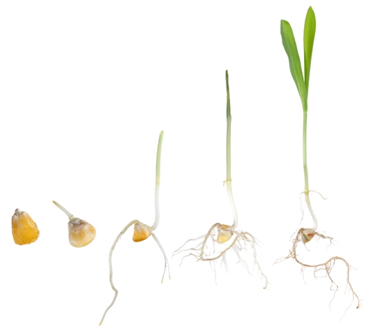 O tratamento de sementes favorece o desenvolvimento do sistema radicular das plantas - Créditos Shutterstock