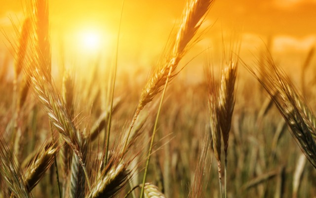 Com a seca, os especialistas acreditam que o trigo deve ter leve aumento de produtividade - Crédito Arquivo
