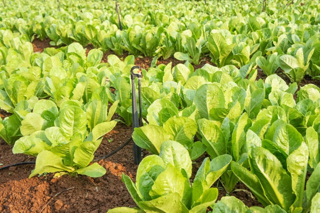 Os bioestimulantes melhoram o metabolismo vegetal e promovem o crescimento das plantas - Fotos Shutterstock