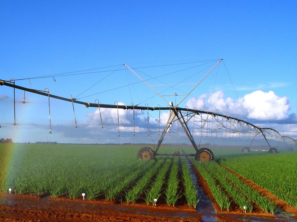 Distribuição uniforme de água em lavoura de batata irrigada por pivô central - Crédito Waldir A. Marouelli