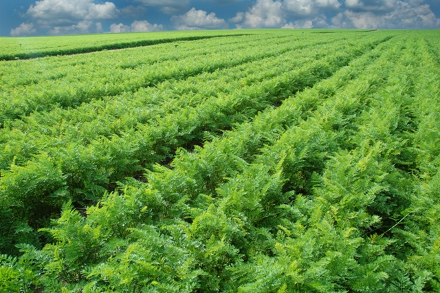 Fertilizantes foliares complexados com aminoácidos - Crédito Shutterstock