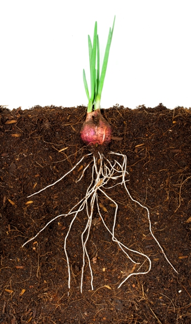 Fertilizantes organominerais aumentam a porosidade do solo - CréditoShutterstock