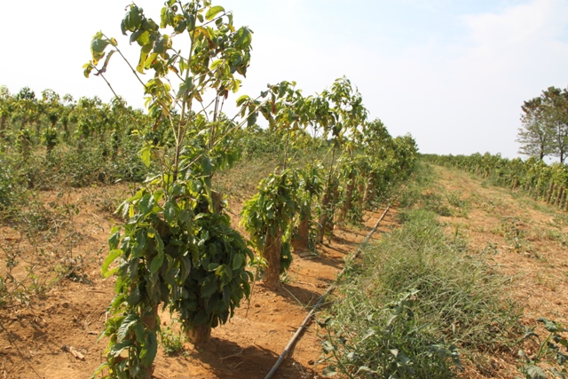O maracujá deve ser plantado em uma área em que o cafezal começou a demonstrar baixas produtividades