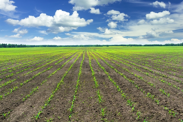 Fertilizantes especiais - um novo patamar de produtividade - Créditos Shutterstock