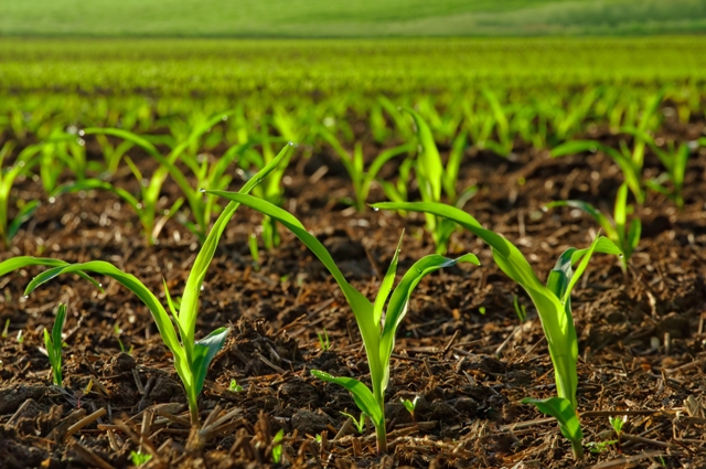 A agricultura exige sistemas mais sustentáveis de manejo integrado - Crédito Shutterstock