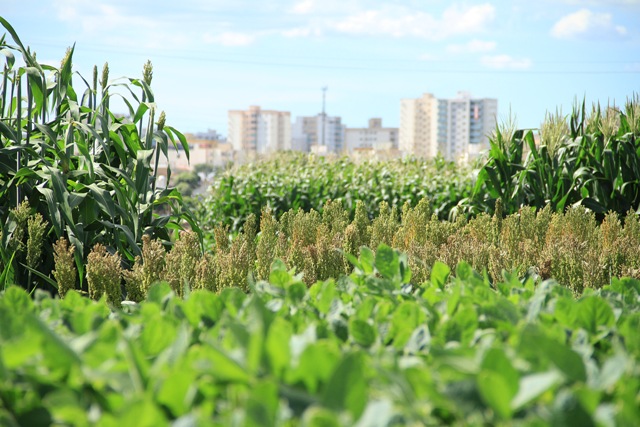 Campos de soja, sorgo e milho estão plantados no parque Camaru - Foto Clécio Duarte