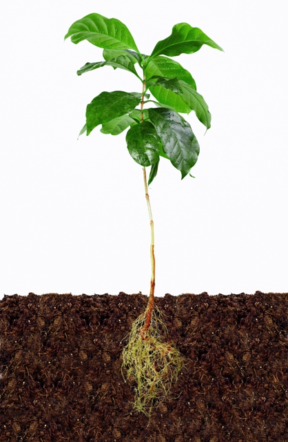 O gesso agrícola melhora o ambiente radicular em profundidade - Crédito Shutterstock