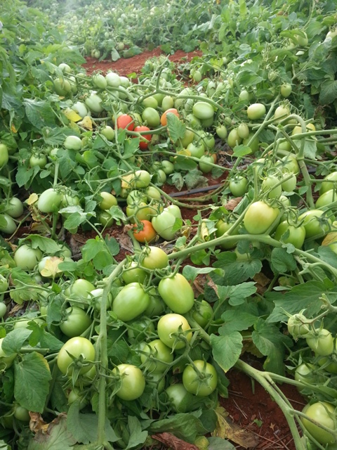 O tomate rasteiro reduz o custo de produção - Fotos Hazera