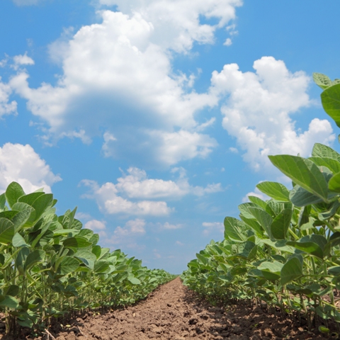 Os fertilizantes especiais podem fazer a diferença no resultado produtivo da lavoura - Créditos Shutterstock