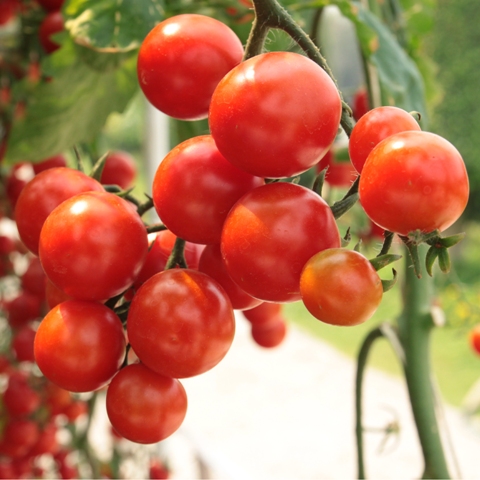 Sob telado o tomateiro fica mais saudável e produtivo - Créditos Shutterstock