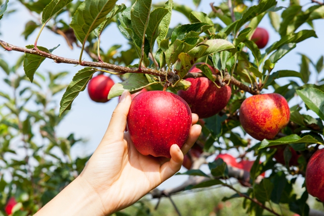 As maçãs têm respondido com produtividade aos biorreguladores - CréditoShutterstock