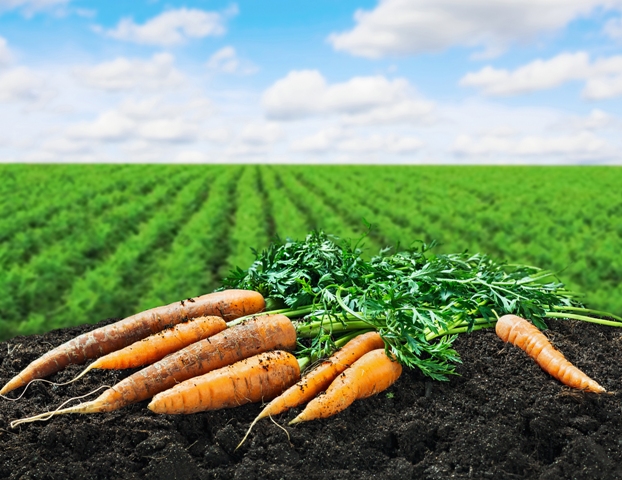  Na cultura da cenoura, a aplicação de fertilizante de alga proporcionou maior desenvolvimento da parte aérea - Créditos Shutterstock