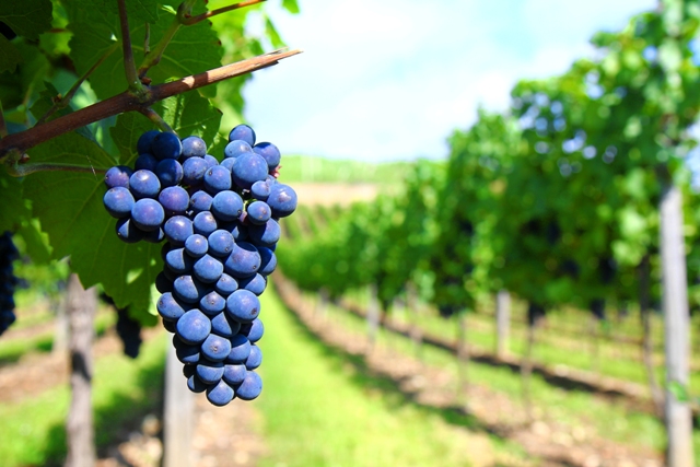Pérola-da-terra pode colocar produção de uvas a perder - Crédito SXC