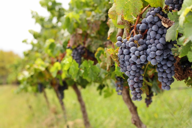 Panorama da produção de uvas no Brasil - Crédito Shutterstock