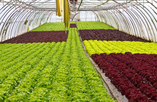 Cultivo protegido reduz em até 3x consumo de água - Créditos Shutterstock