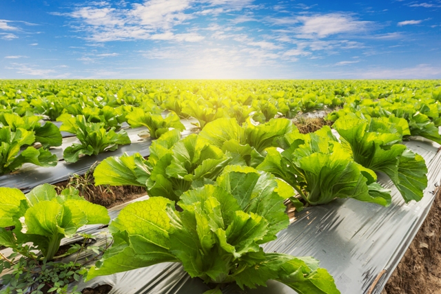 Fertilizantes com algas promovem efeito fisioativador - Créditos Shutterstock