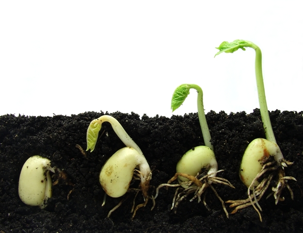  Hormônios no tratamento de semente aumentam o enraizamento do feijoeiro - Créditos Shutterstock